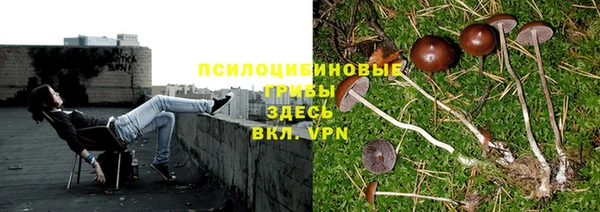 стаф Алзамай